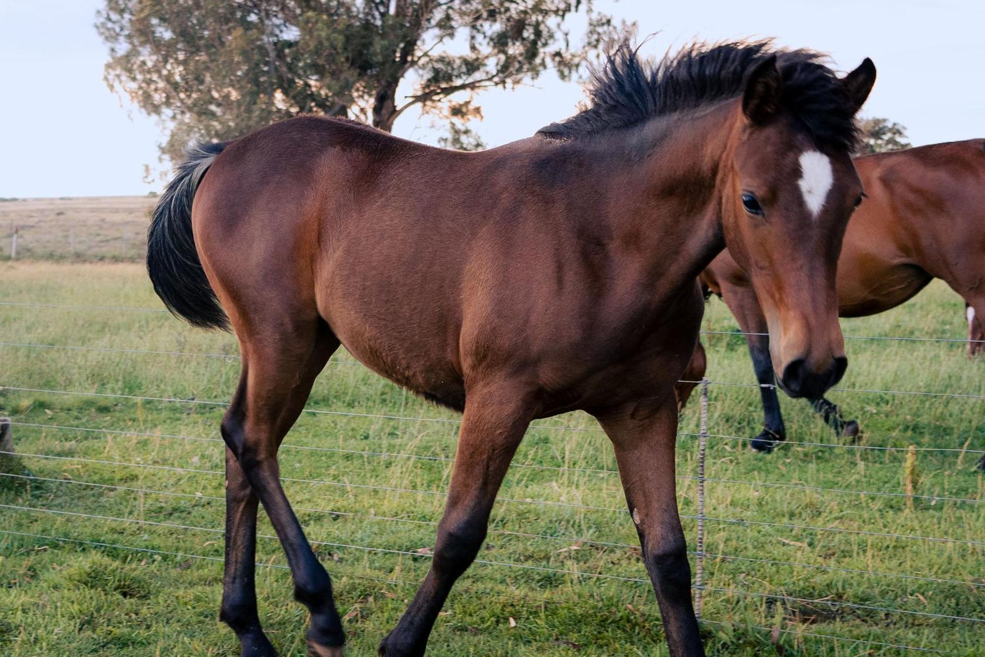 Garingboom Guest Farm Villa Springfontein Luaran gambar