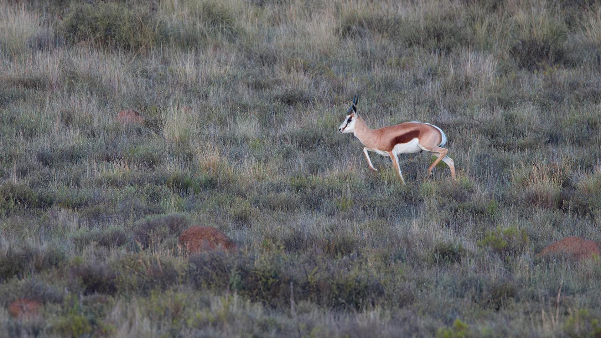 Garingboom Guest Farm Villa Springfontein Luaran gambar